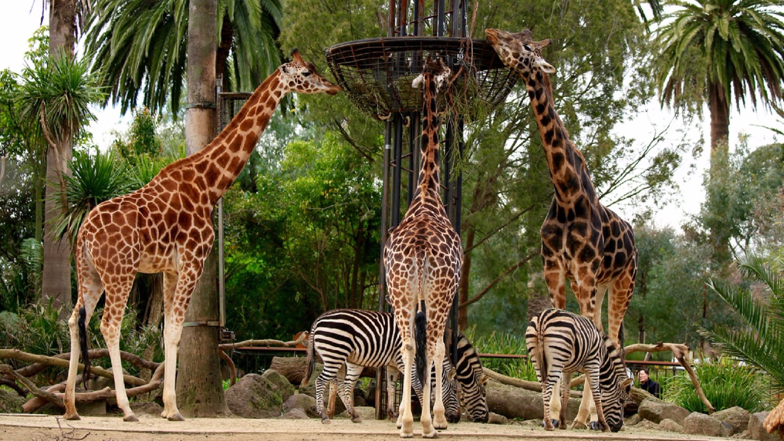 Visit Melbourne Zoo